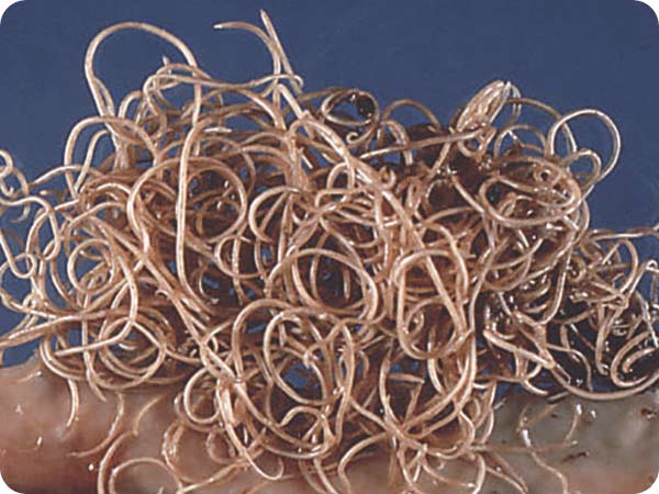 1_07 What Are Roundworms_v2.jpg